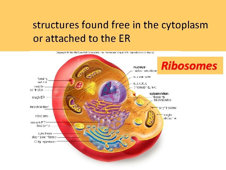  structures found free in the cytoplasm or attached to the ER Ribosomes 