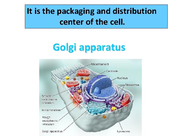 It is the packaging and distribution center of the cell. Golgi apparatus 