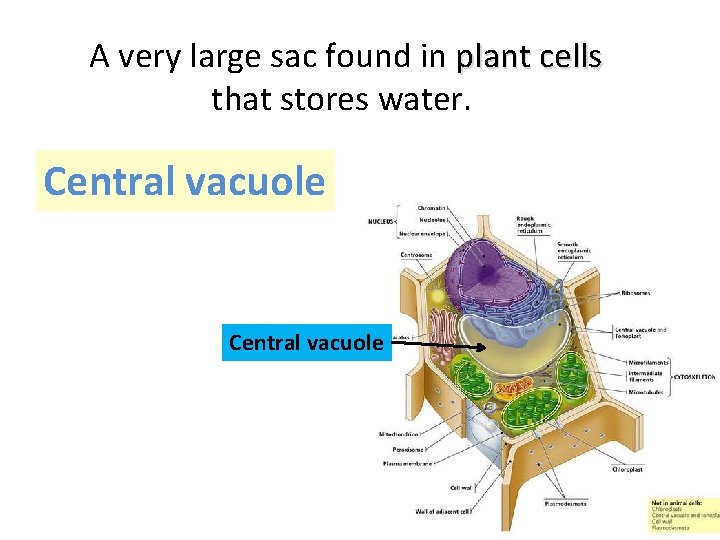 A very large sac found in plant cells that stores water. Central vacuole 