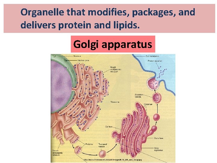 Organelle that modifies, packages, and delivers protein and lipids. Golgi apparatus 