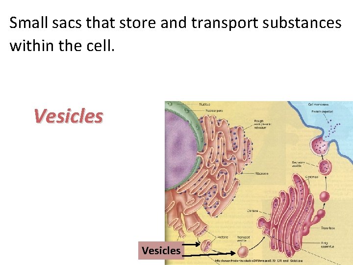 Small sacs that store and transport substances within the cell. Vesicles 