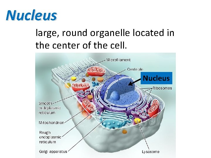 Nucleus large, round organelle located in the center of the cell. Nucleus 