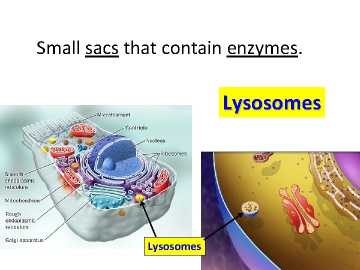  Small sacs that contain enzymes. Lysosomes 