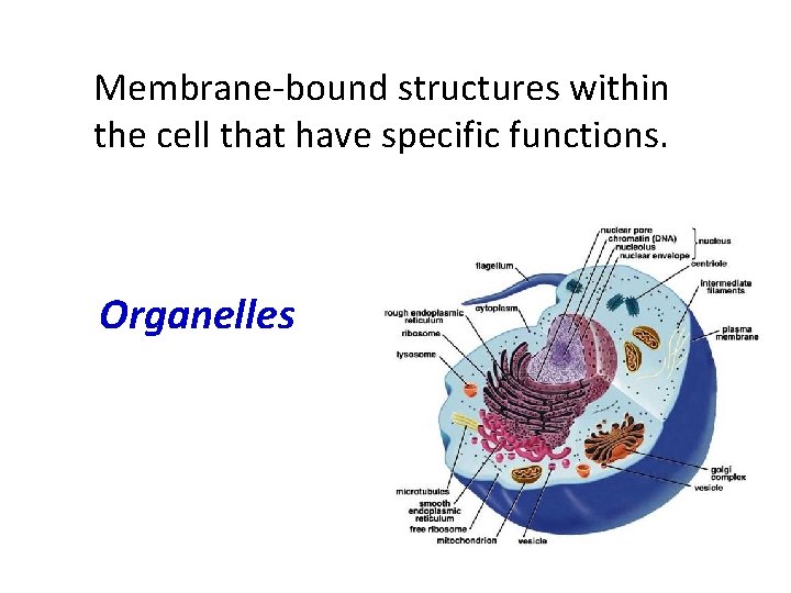 Membrane-bound structures within the cell that have specific functions. Organelles 