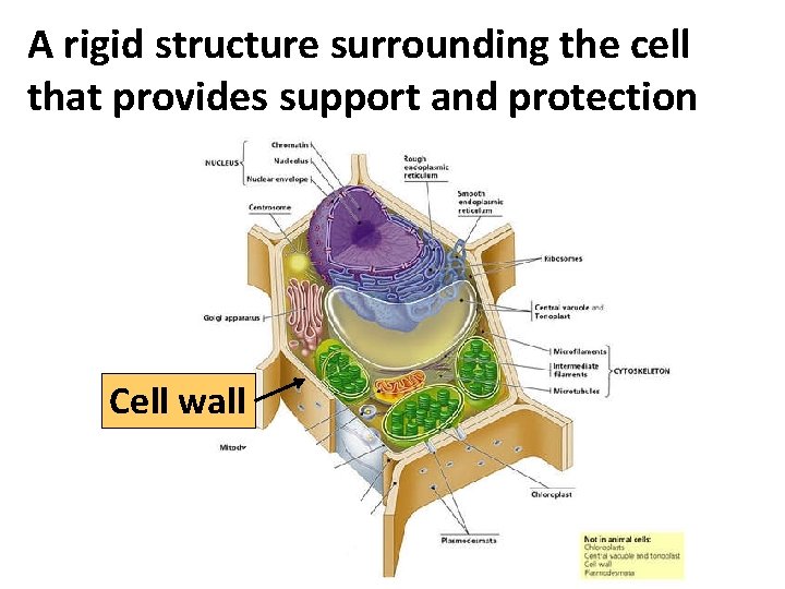 A rigid structure surrounding the cell that provides support and protection Cell wall 