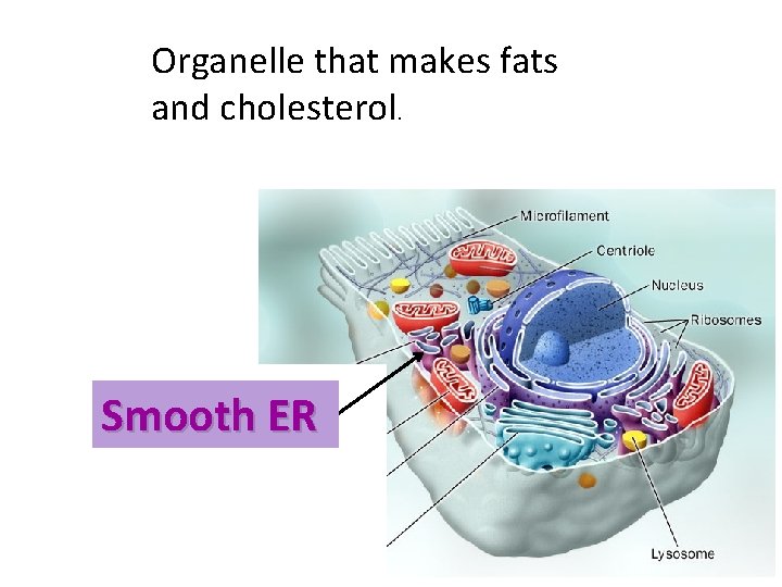Organelle that makes fats and cholesterol. Smooth ER 
