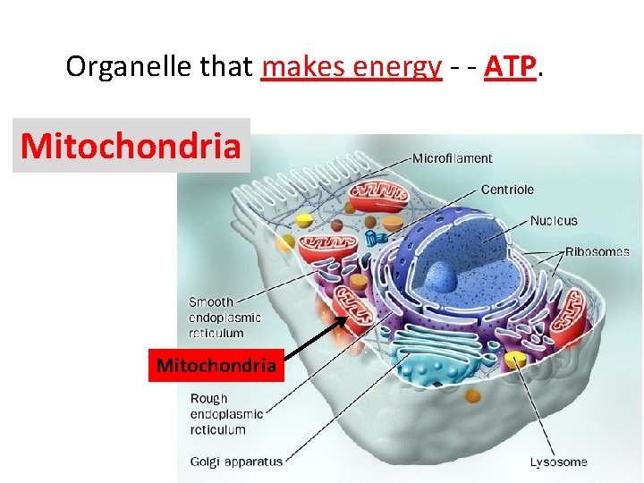 Organelle that makes energy - - ATP. Mitochondria 