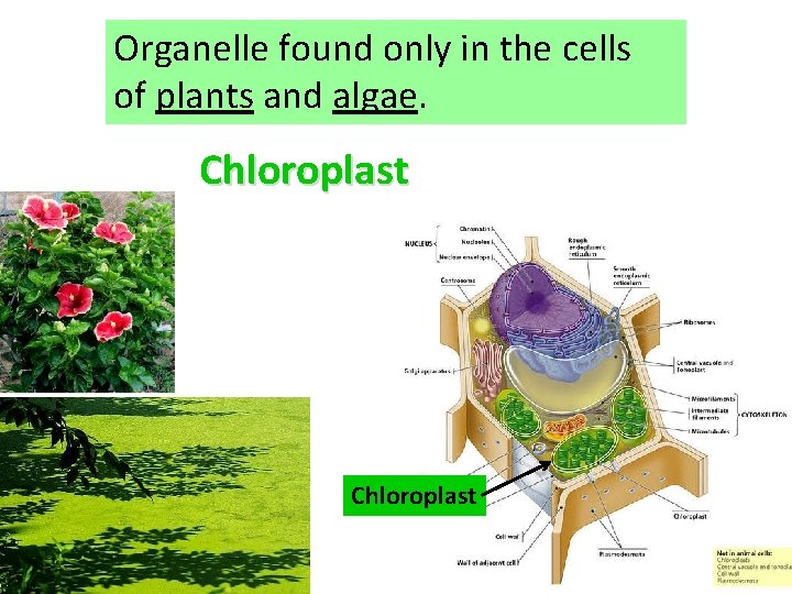 Organelle found only in the cells of plants and algae. Chloroplast 