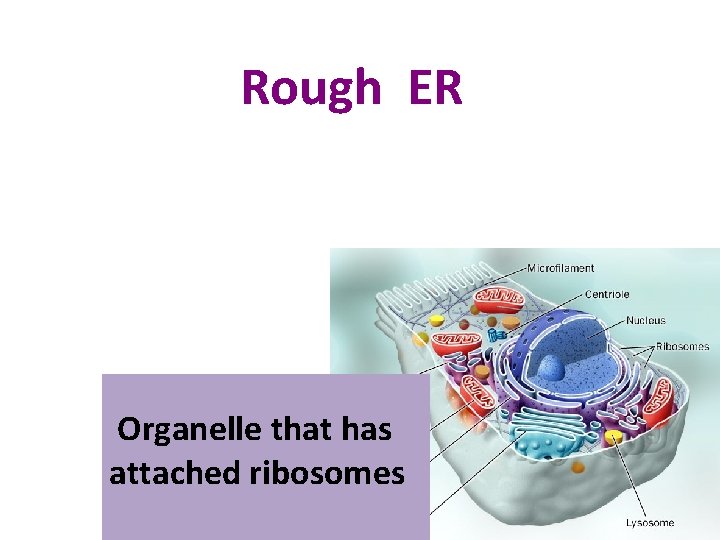  Rough ER Organelle that has attached ribosomes 