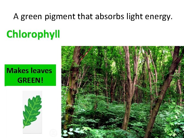  A green pigment that absorbs light energy. Chlorophyll Makes leaves GREEN! 