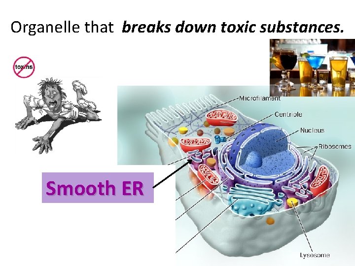 Organelle that breaks down toxic substances. Smooth ER 