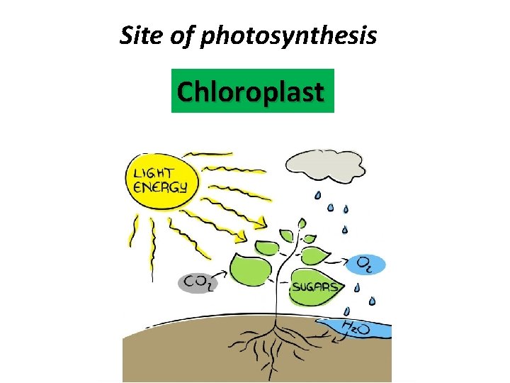 Site of photosynthesis Chloroplast 