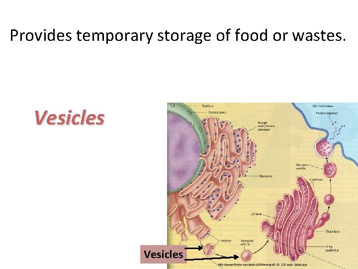 Provides temporary storage of food or wastes. Vesicles 