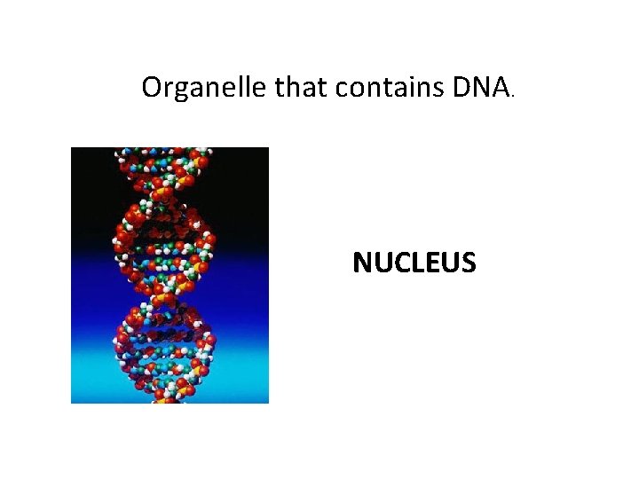  Organelle that contains DNA. NUCLEUS 
