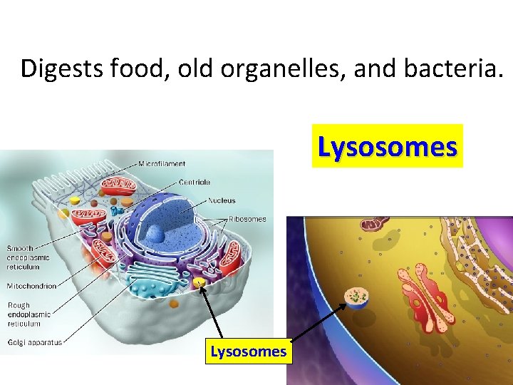  Digests food, old organelles, and bacteria. Lysosomes 