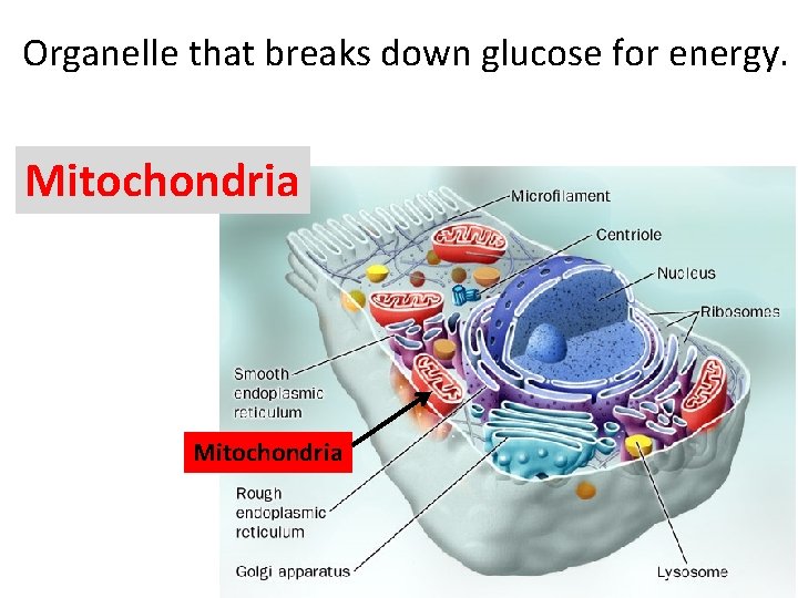  Organelle that breaks down glucose for energy. Mitochondria 
