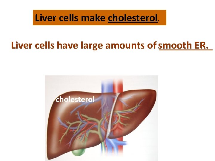 Liver cells make cholesterol. Liver cells have large amounts of smooth _____ ER. cholesterol