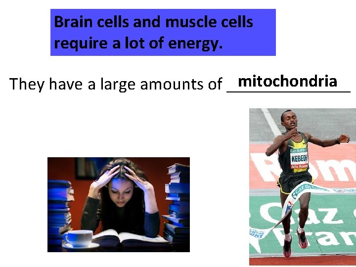 Brain cells and muscle cells require a lot of energy. mitochondria They have a