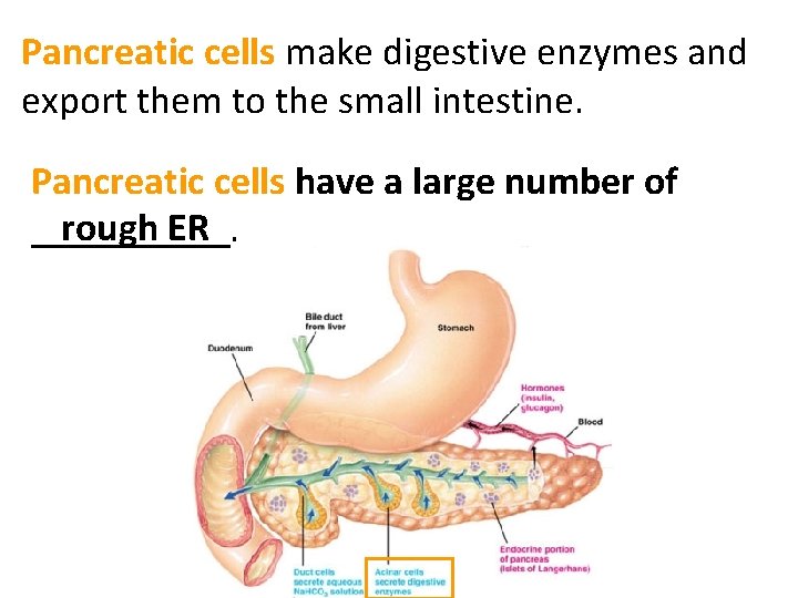 Pancreatic cells make digestive enzymes and export them to the small intestine. Pancreatic cells