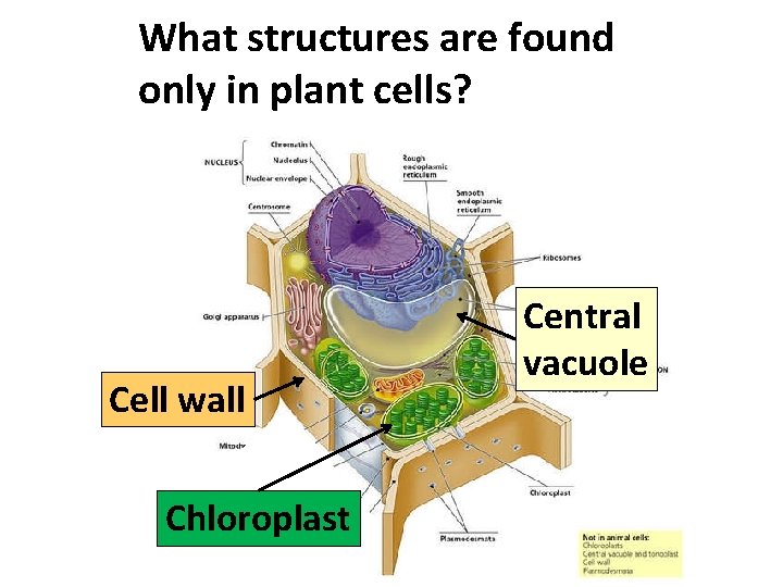 What structures are found only in plant cells? Cell wall Chloroplast Central vacuole 