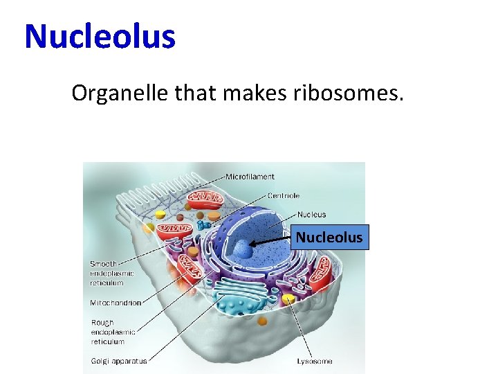  Nucleolus Organelle that makes ribosomes. Nucleolus 