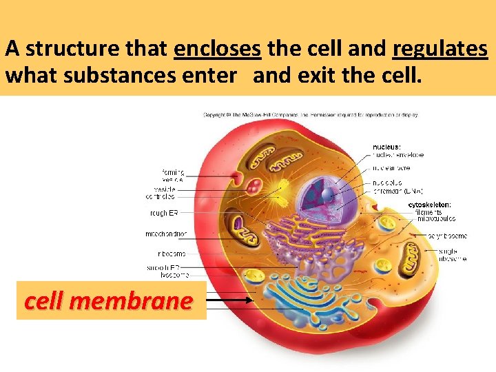 A structure that encloses the cell and regulates what substances enter and exit the