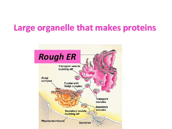  Large organelle that makes proteins Rough ER 