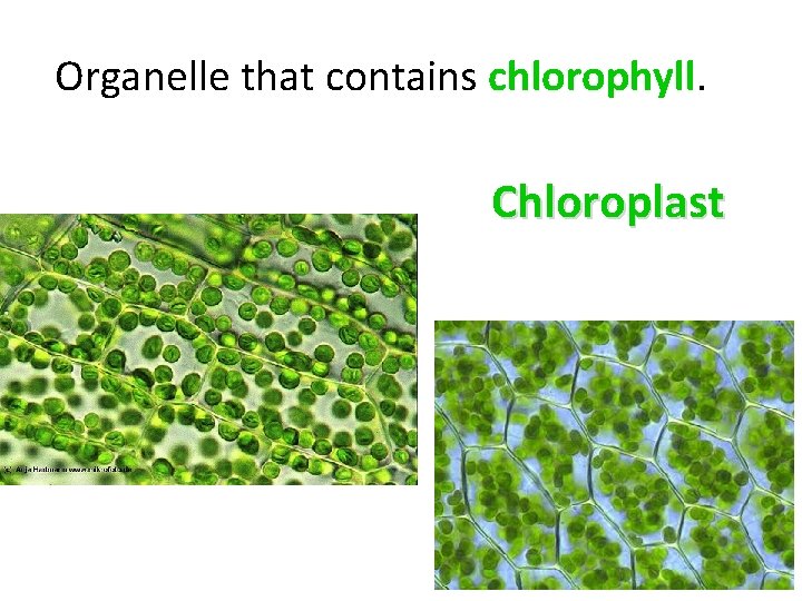  Organelle that contains chlorophyll. Chloroplast 