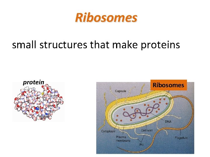 Ribosomes small structures that make proteins protein Ribosomes 