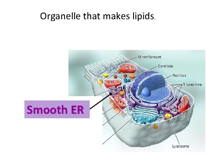 Organelle that makes lipids. Smooth ER 