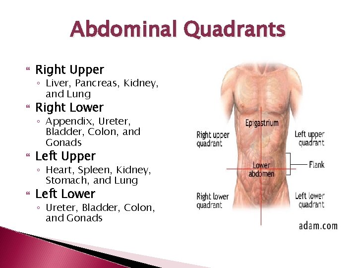Abdominal Quadrants Right Upper ◦ Liver, Pancreas, Kidney, and Lung Right Lower ◦ Appendix,