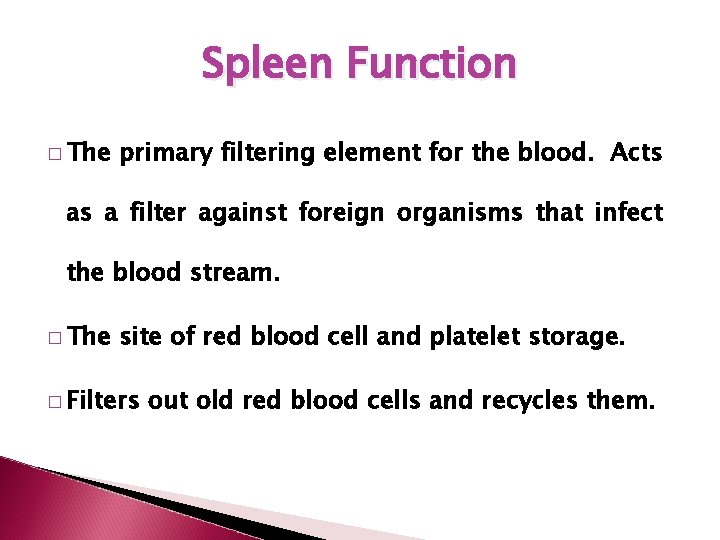 Spleen Function � The primary filtering element for the blood. Acts as a filter