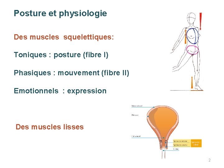 Posture et physiologie Des muscles squelettiques: Toniques : posture (fibre I) Phasiques : mouvement