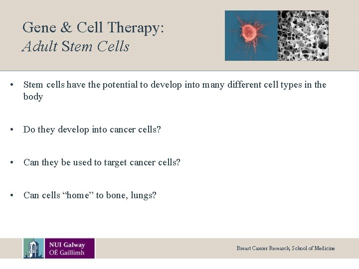 Gene & Cell Therapy: Adult Stem Cells • Stem cells have the potential to