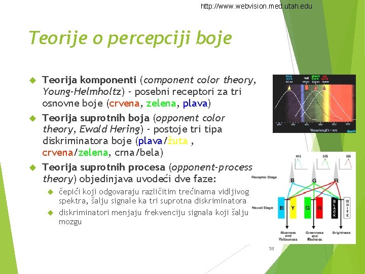 http: //www. webvision. med. utah. edu Teorije o percepciji boje Teorija komponenti (component color