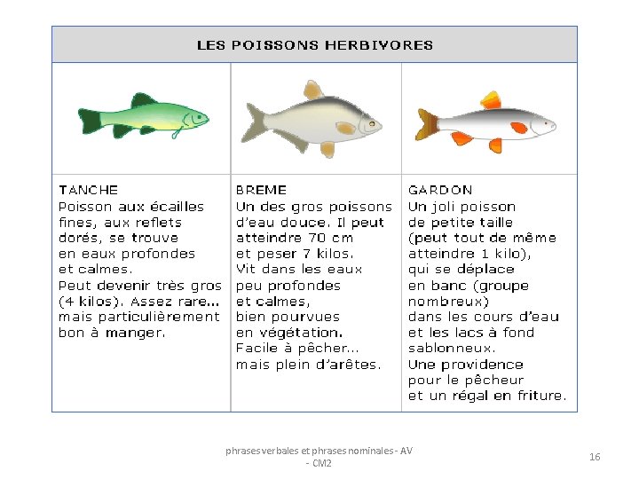 phrases verbales et phrases nominales - AV - CM 2 16 