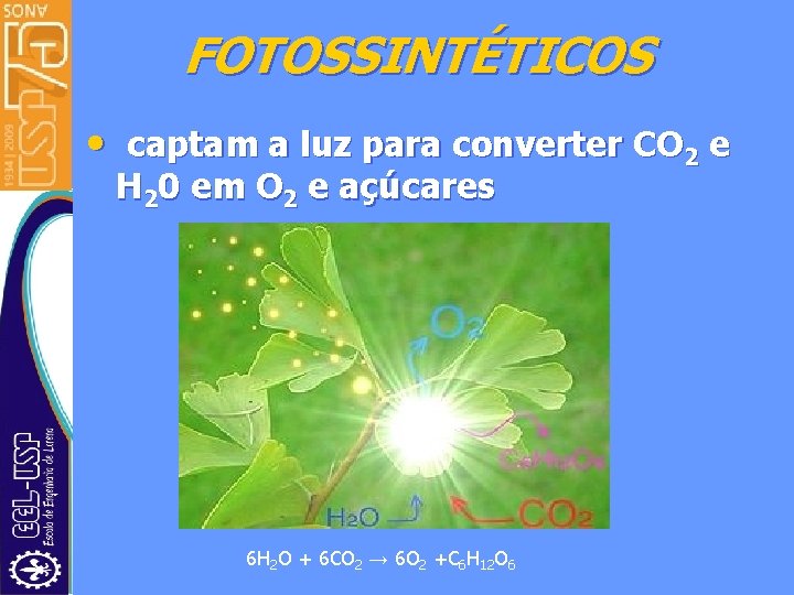 FOTOSSINTÉTICOS • captam a luz para converter CO 2 e H 20 em O