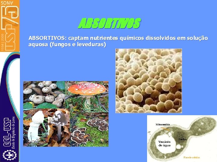 ABSORTIVOS: captam nutrientes químicos dissolvidos em solução aquosa (fungos e leveduras) 