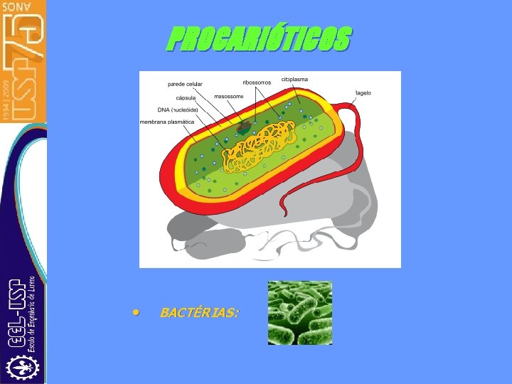 PROCARIÓTICOS • BACTÉRIAS: 