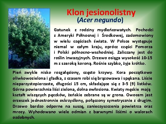Klon jesionolistny (Acer negundo) Gatunek z rodziny mydleńcowatych. Pochodzi z Ameryki Północnej i Środkowej,