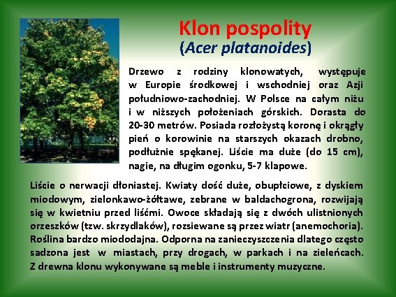 Klon pospolity (Acer platanoides) Drzewo z rodziny klonowatych, występuje w Europie środkowej i wschodniej