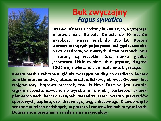 Buk zwyczajny Fagus sylvatica Drzewo liściaste z rodziny bukowatych, występuje w prawie całej Europie.