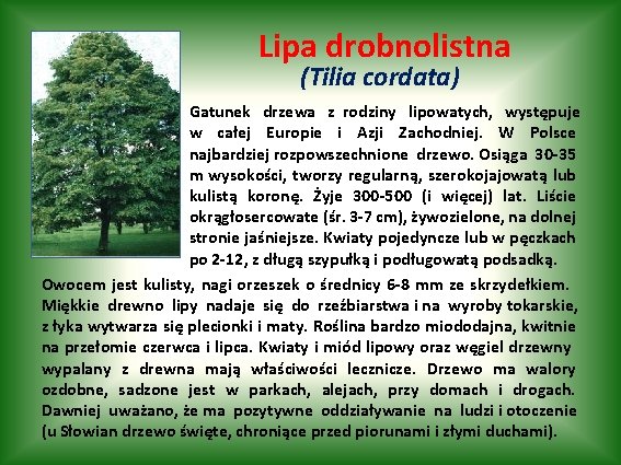 Lipa drobnolistna (Tilia cordata) Gatunek drzewa z rodziny lipowatych, występuje w całej Europie i