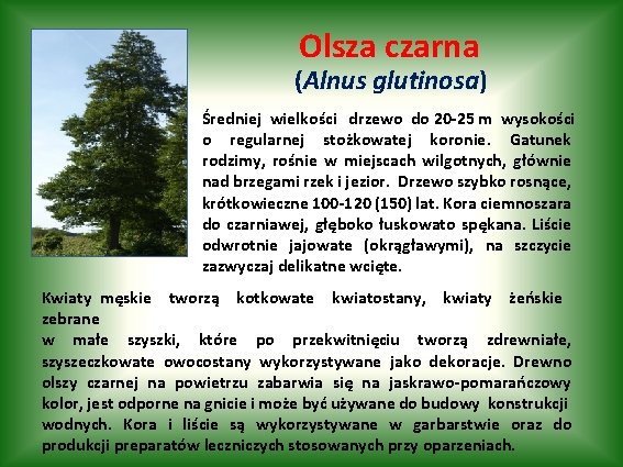 Olsza czarna (Alnus glutinosa) Średniej wielkości drzewo do 20 -25 m wysokości o regularnej