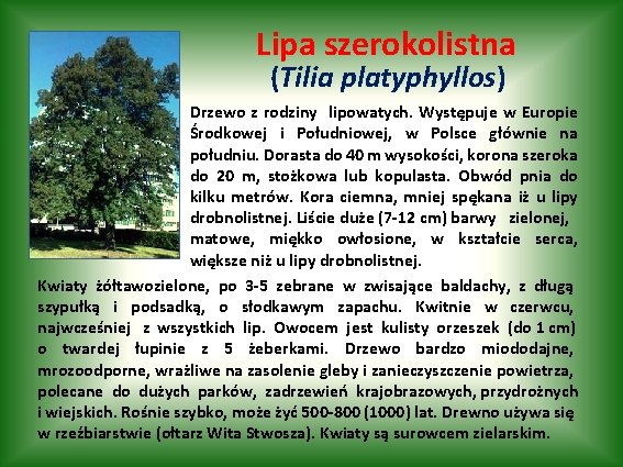 Lipa szerokolistna (Tilia platyphyllos) Drzewo z rodziny lipowatych. Występuje w Europie Środkowej i Południowej,