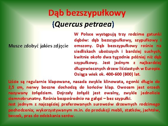 Dąb bezszypułkowy (Quercus petraea) Musze zdobyć jakies zdjęcie W Polsce występują trzy rodzime gatunki
