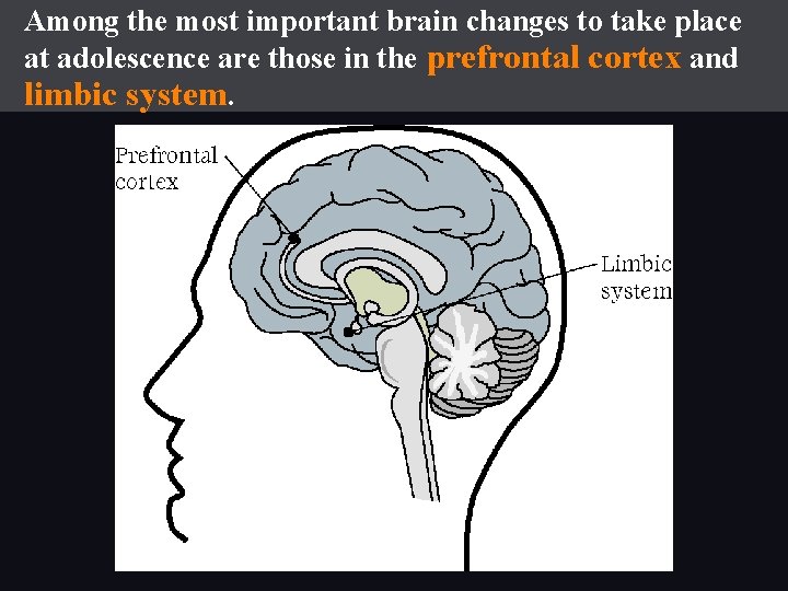 Among the most important brain changes to take place at adolescence are those in