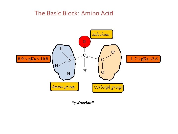 The Basic Block: Amino Acid Sidechain R H + N 8. 9 < p.