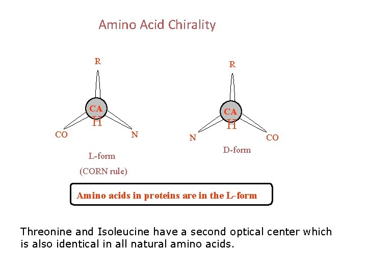 Amino Acid Chirality R R CA CA H CO N L-form H N CO