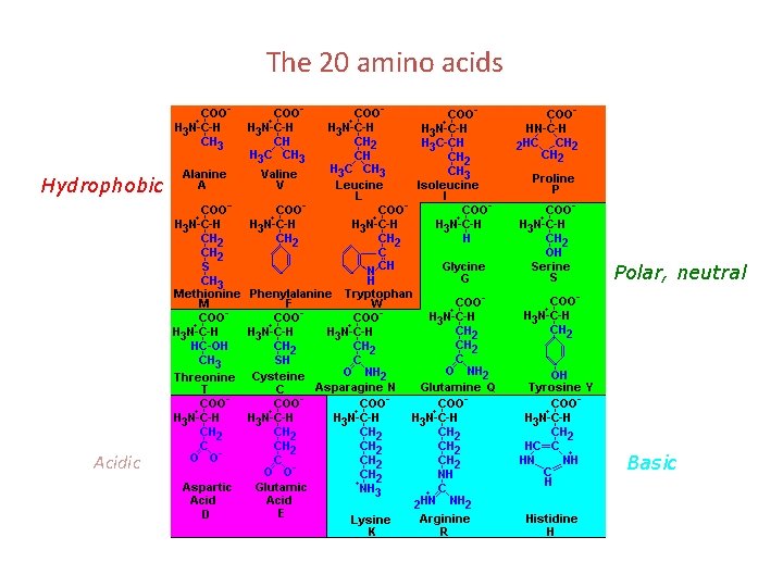 The 20 amino acids Hydrophobic Polar, neutral Acidic Basic 
